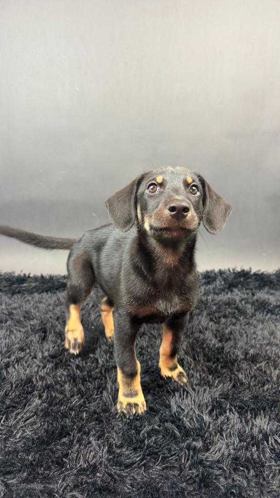 Enlarge Widow, a Adoptable mixed breed in Phoenix, AZ image 5/5