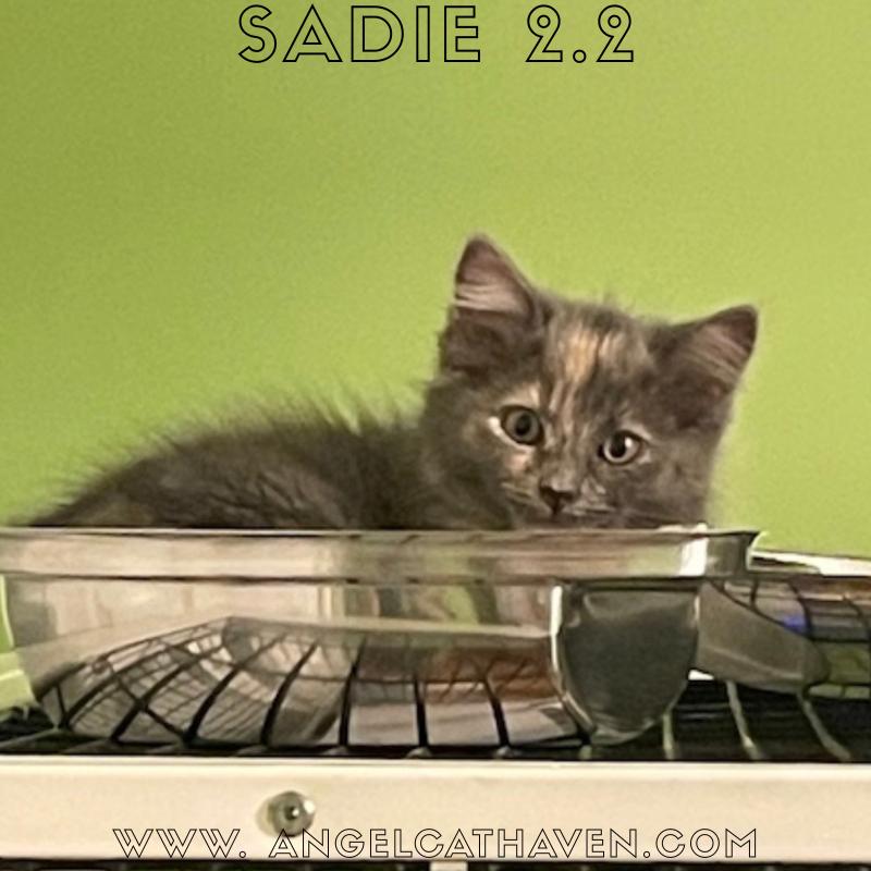 Sadie 2.2, Adoptable, Kitten Female Domestic Medium Hair.