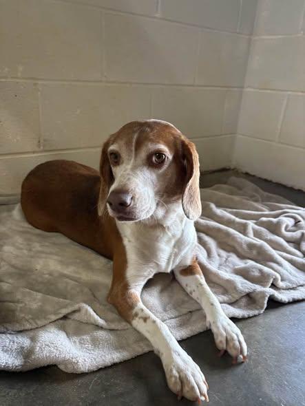 Apple, ADOPTABLE, Adult Female Beagle.