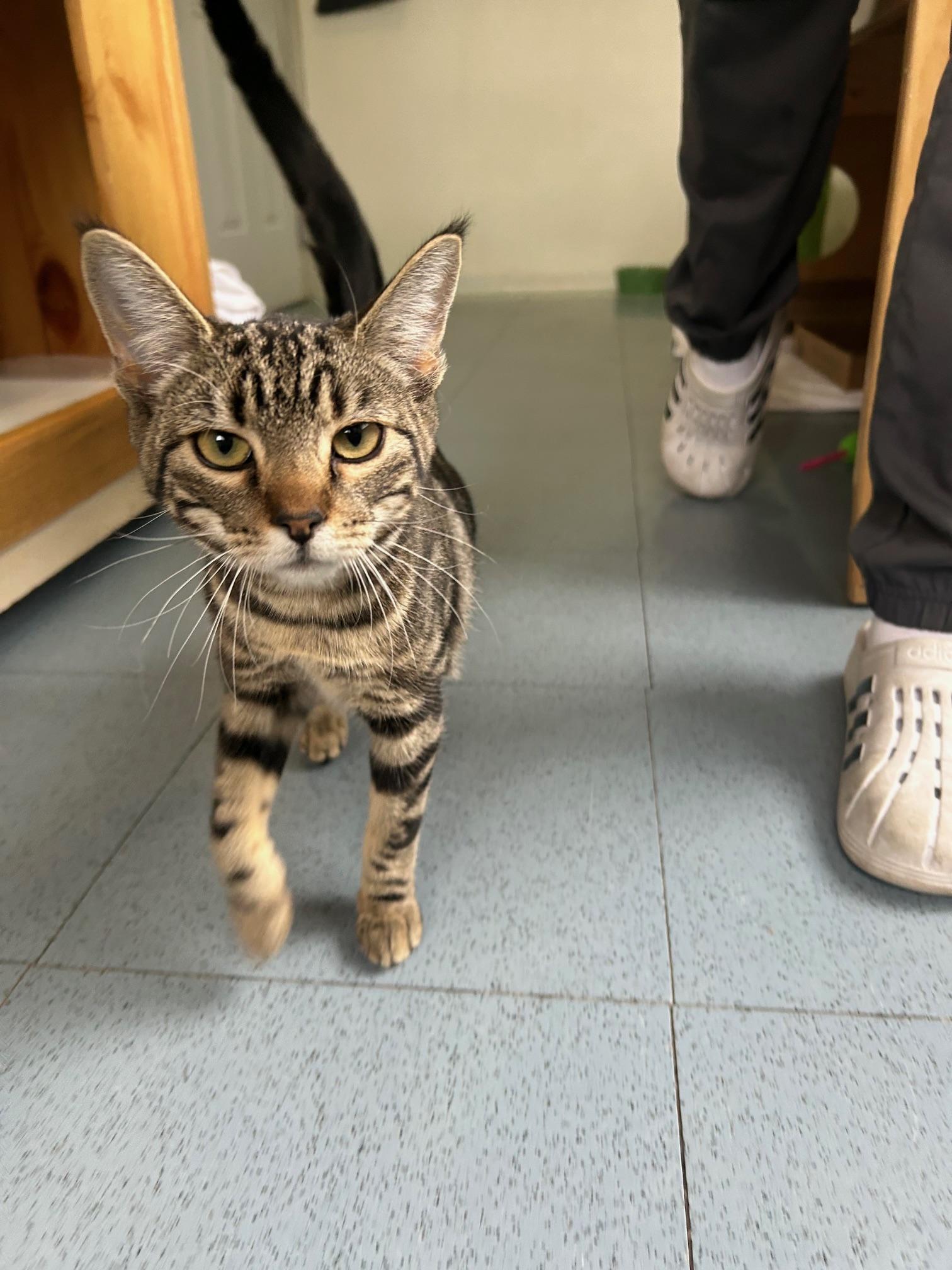 Freya, an adoptable Domestic Short Hair in Steamboat Springs, CO, 80477 | Photo Image 1