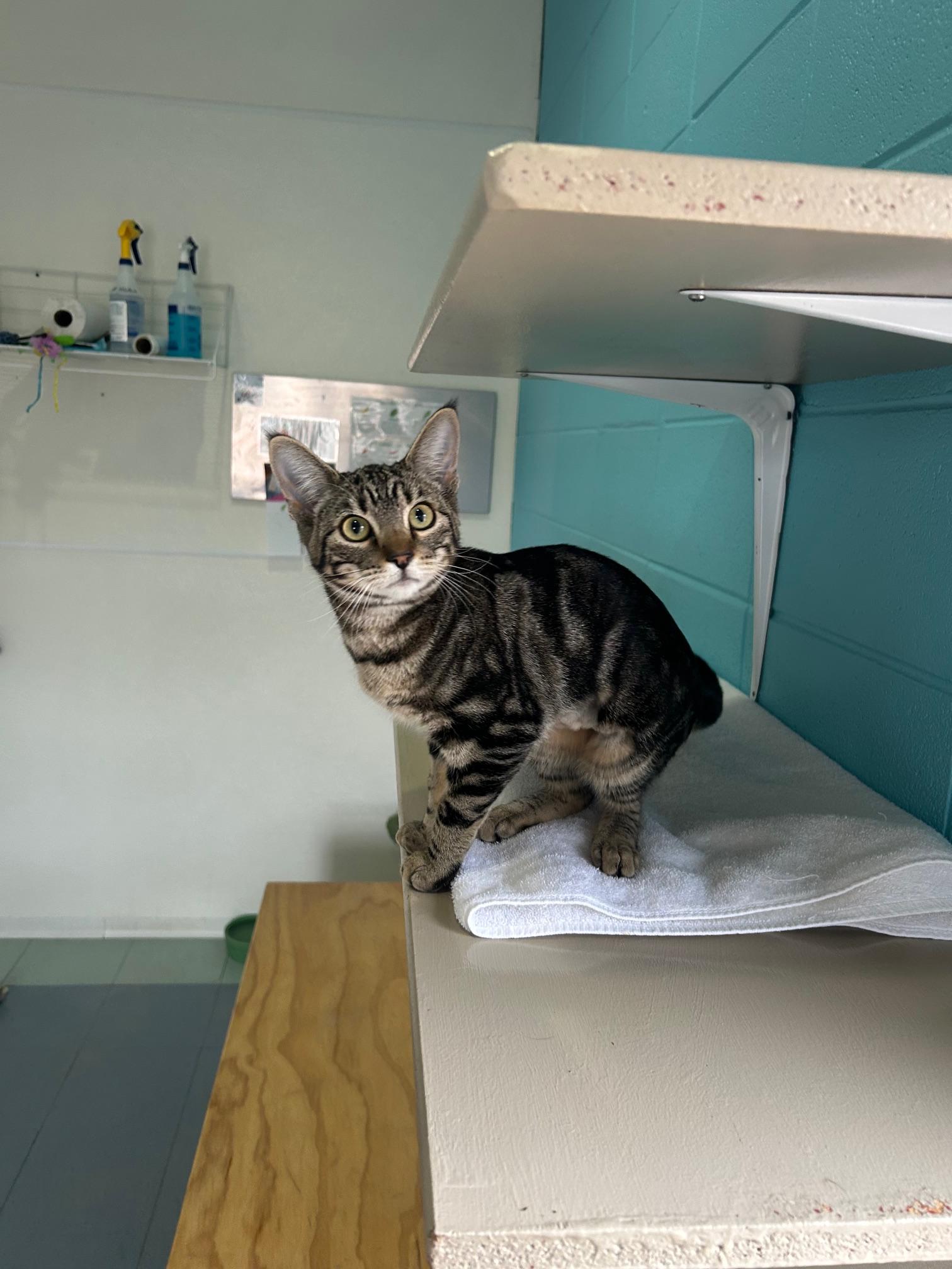 Freya, an adoptable Domestic Short Hair in Steamboat Springs, CO, 80477 | Photo Image 2