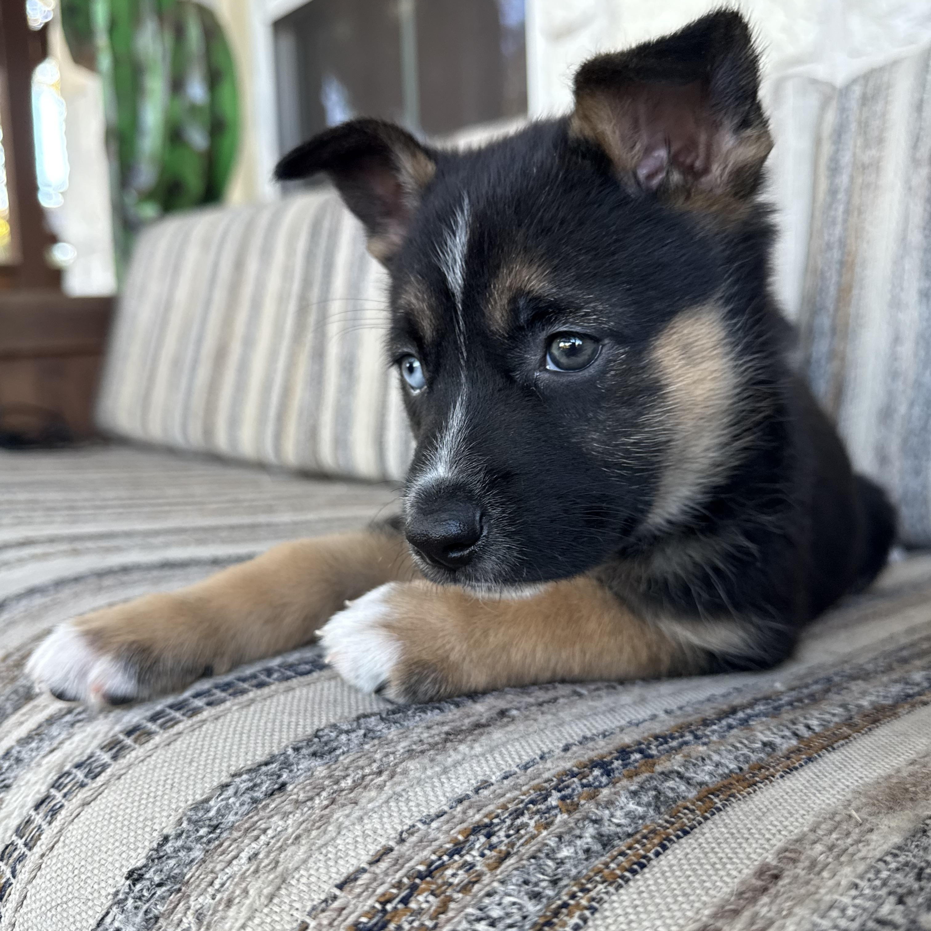 Lyra (Flower) , ADOPTABLE, Puppy Female German Shepherd Dog & Husky.