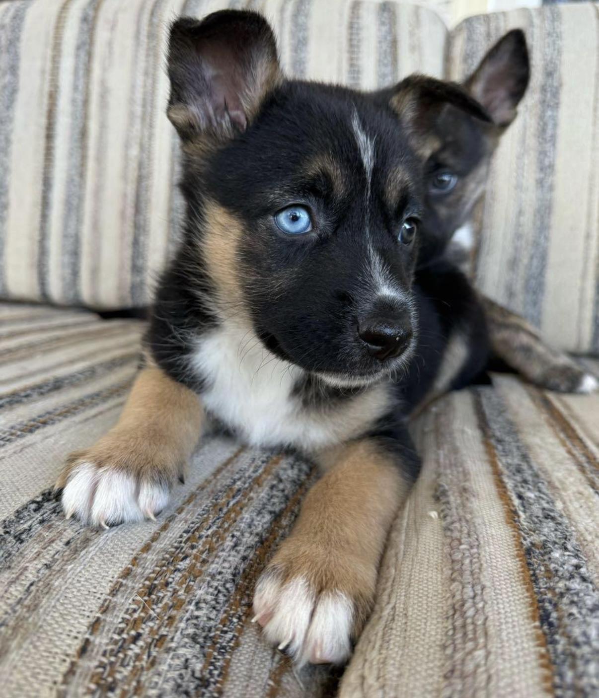 Enlarge Lyra (Flower) , a ADOPTABLE mixed breed in Canyon Lake, TX image 3/6