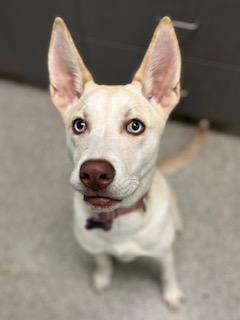 Penny, adopted, Young Female Siberian Husky.