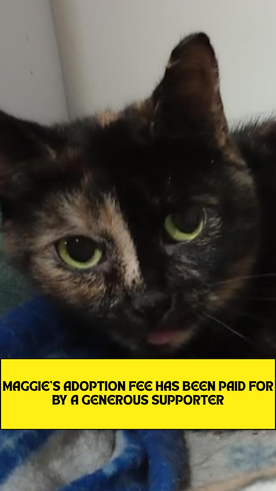 Maggie *Sponsored Adoption Fee*, Adoptable, Senior Female Domestic Short Hair.