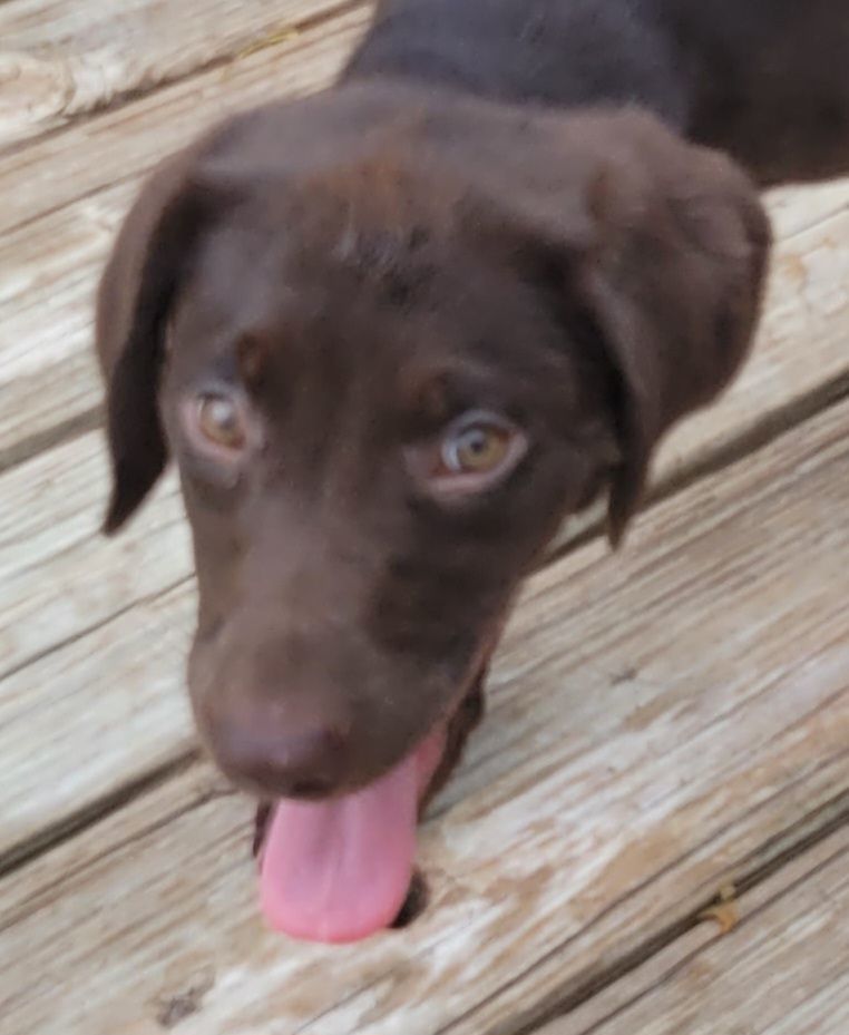 Enlarge Ms. Rue, Chocolate Lab/Bernese mix female pup, a Adopted mixed breed in Rensselaer, NY image 1/4