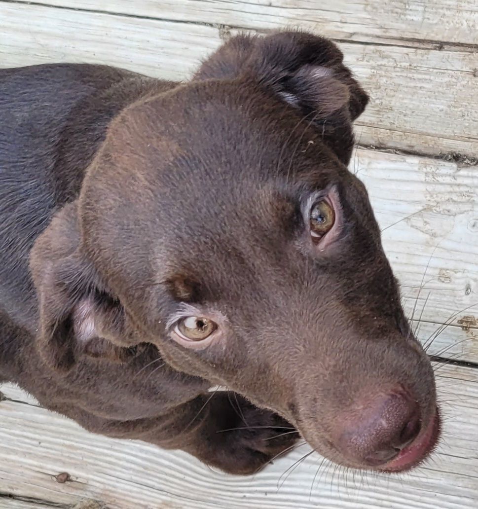 Enlarge Ms. Rue, Chocolate Lab/Bernese mix female pup, a Adopted mixed breed in Rensselaer, NY image 2/4