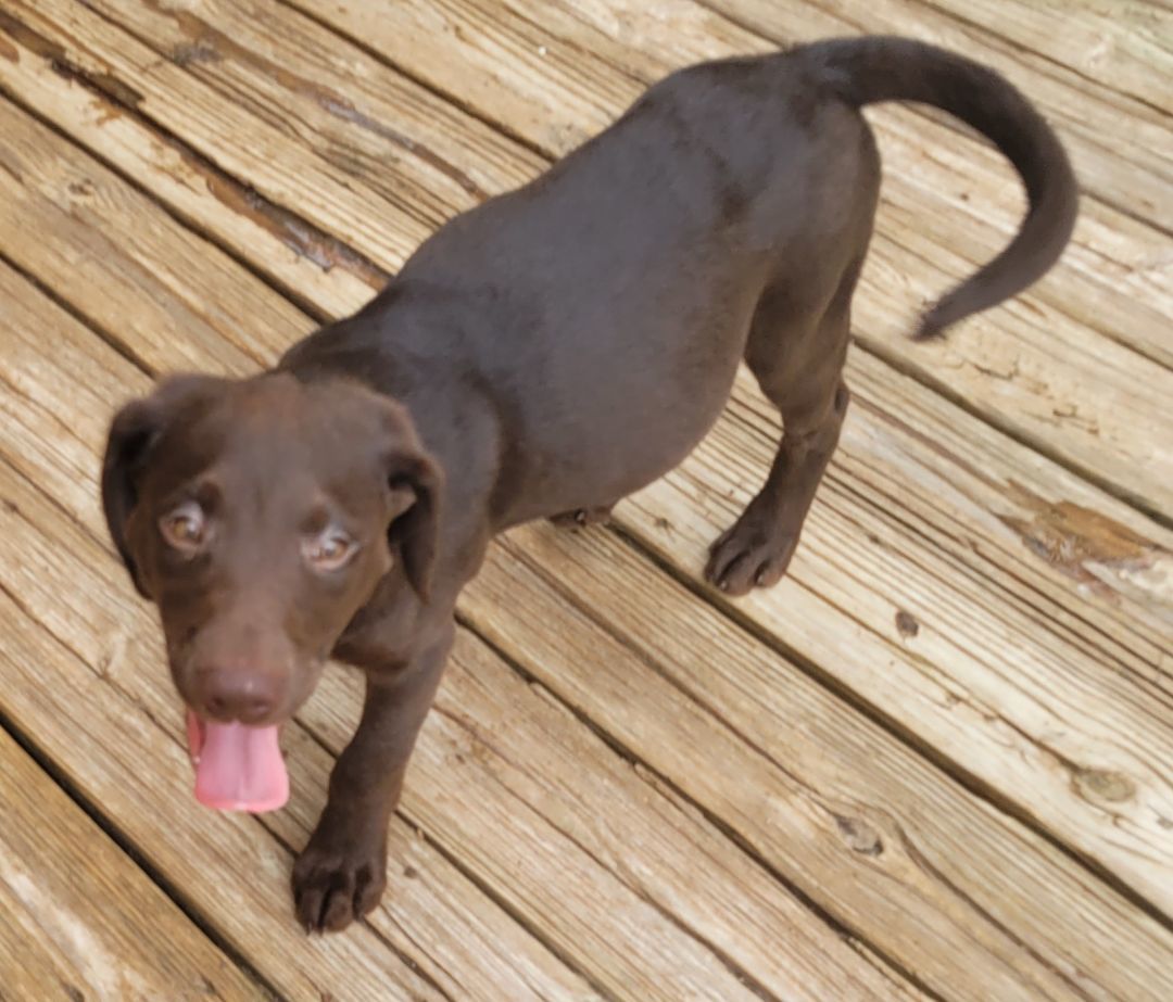 Enlarge Ms. Rue, Chocolate Lab/Bernese mix female pup, a Adopted mixed breed in Rensselaer, NY image 3/4