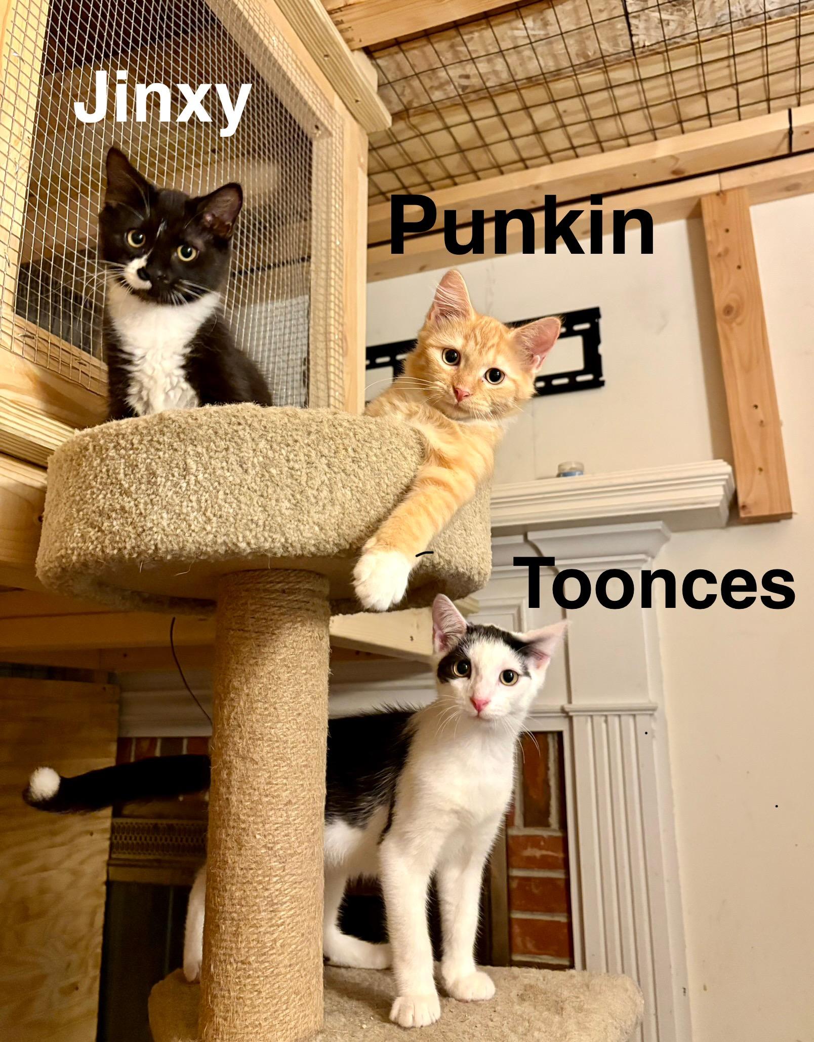 Toonces