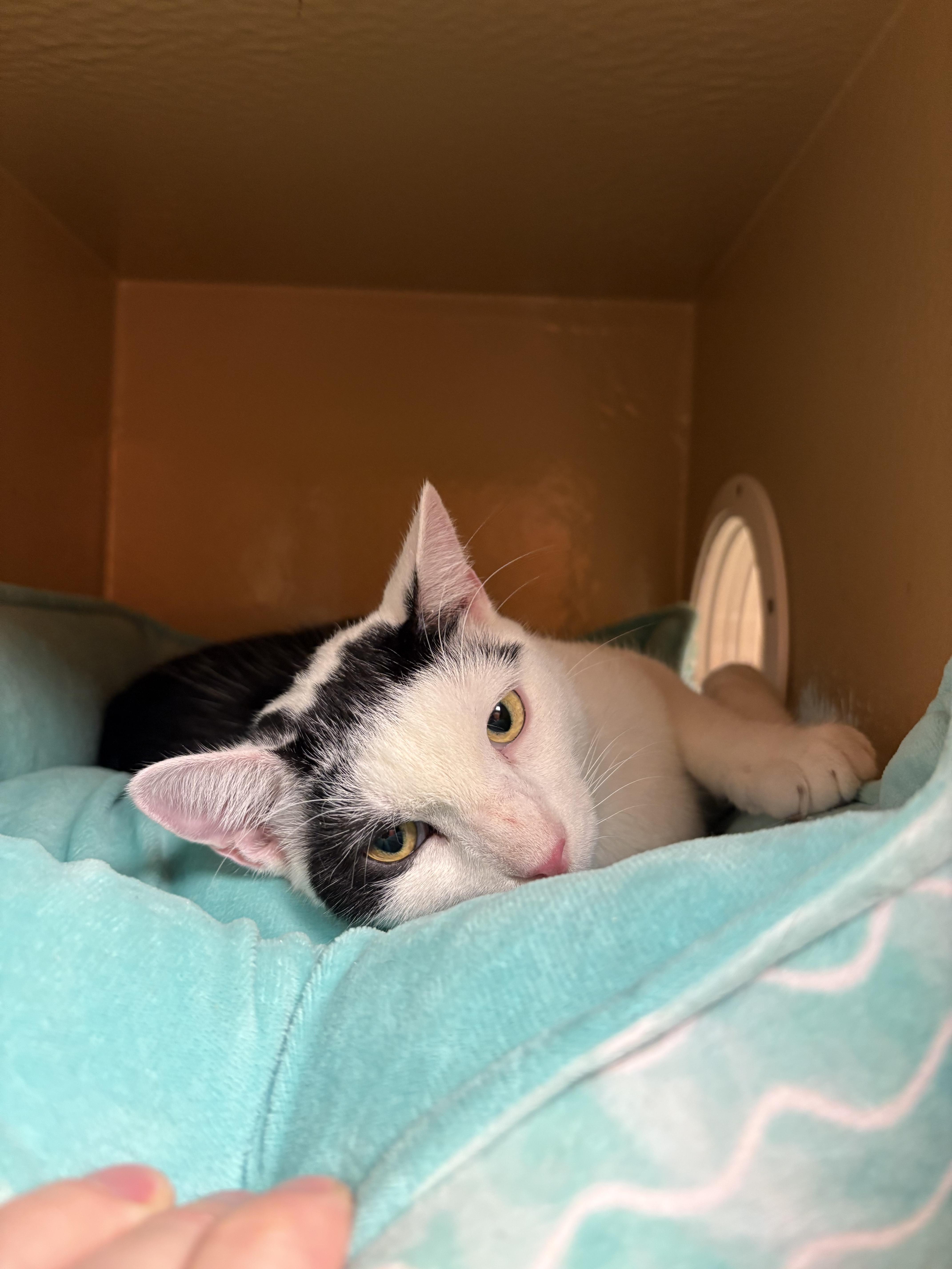 Enlarge Toonces, a Adoptable Domestic Short Hair in Columbia, SC image 3/5