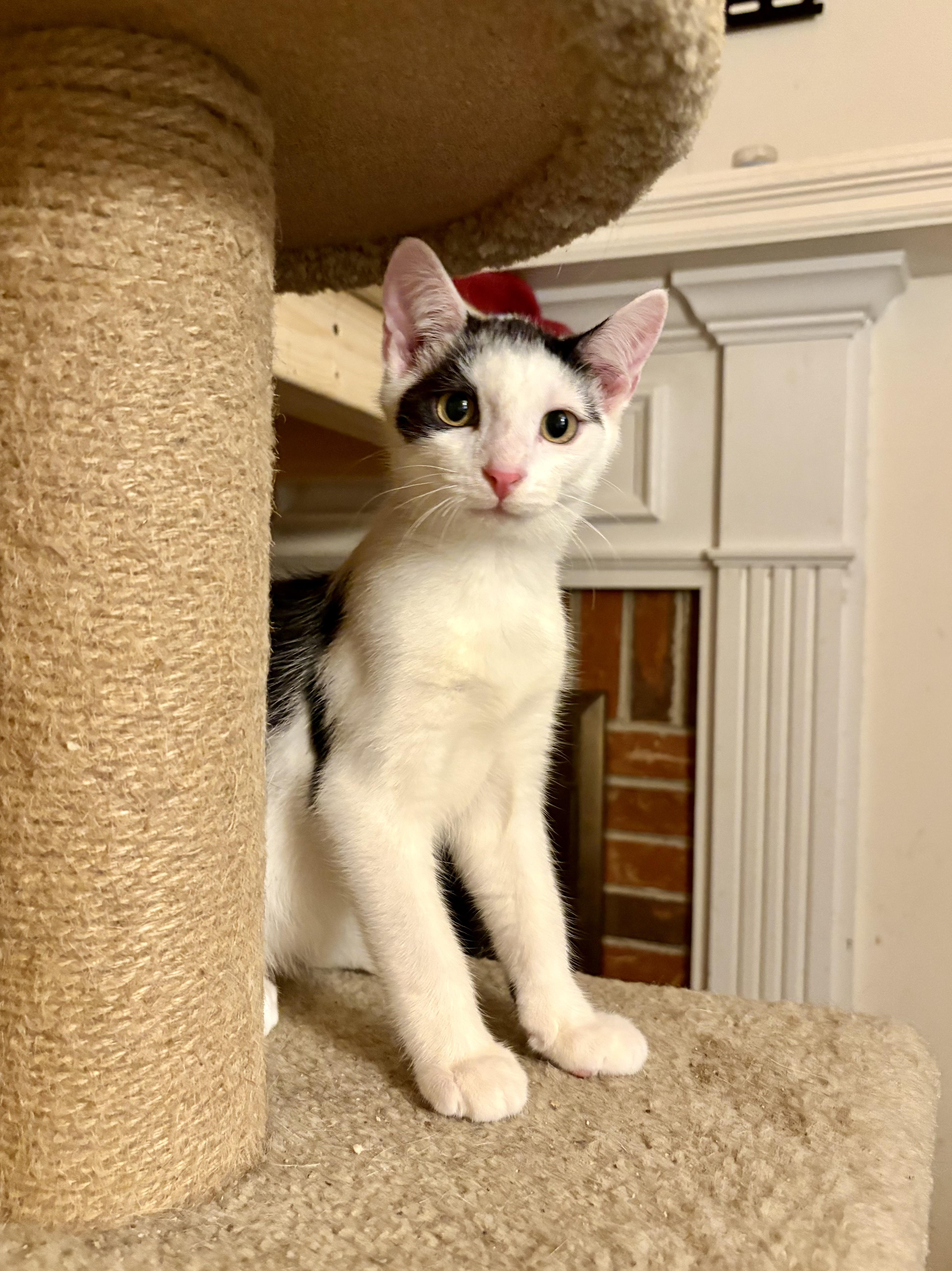 Enlarge Toonces, a Adoptable Domestic Short Hair in Columbia, SC image 4/5