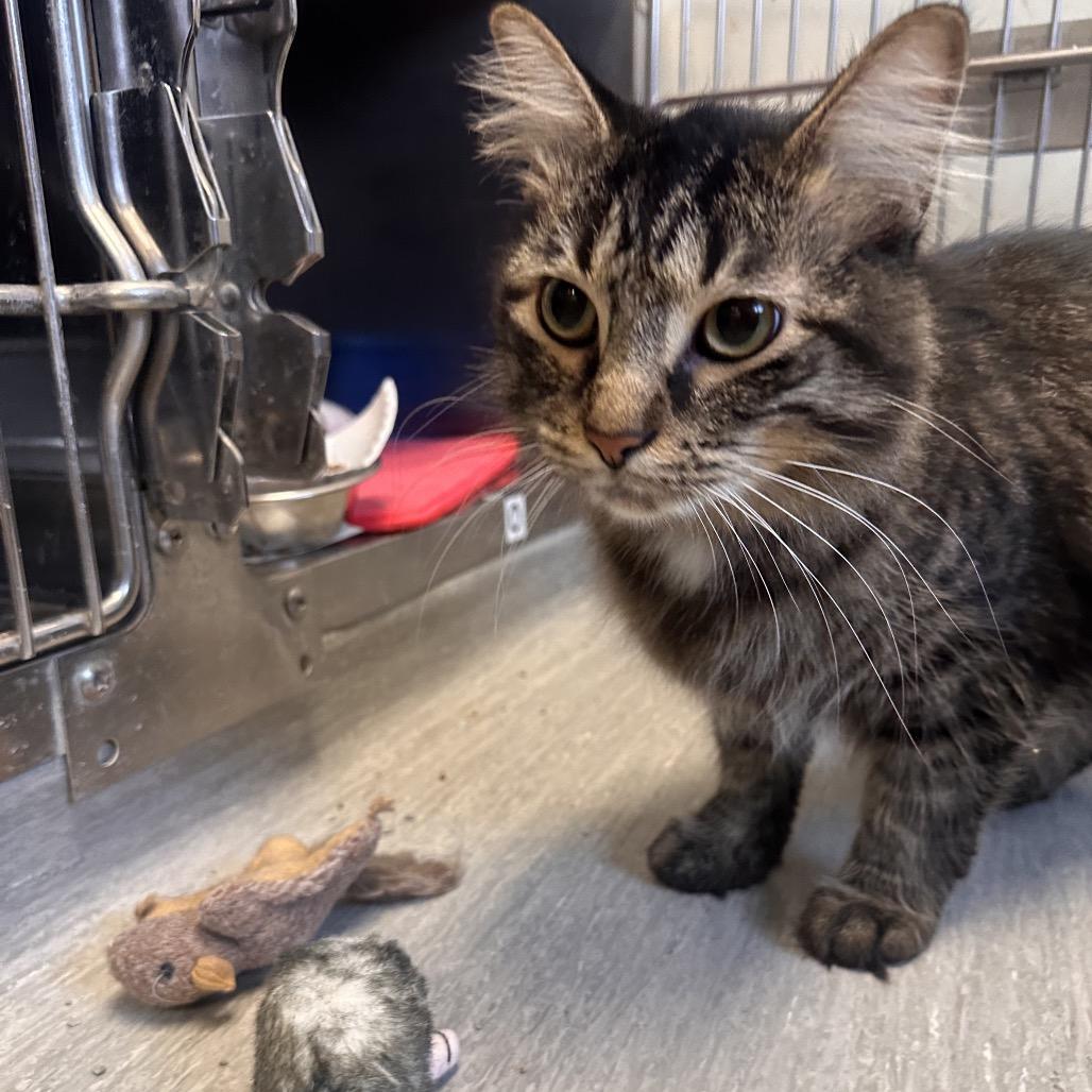 Oliver, Adoptable, Young Male Domestic Medium Hair.