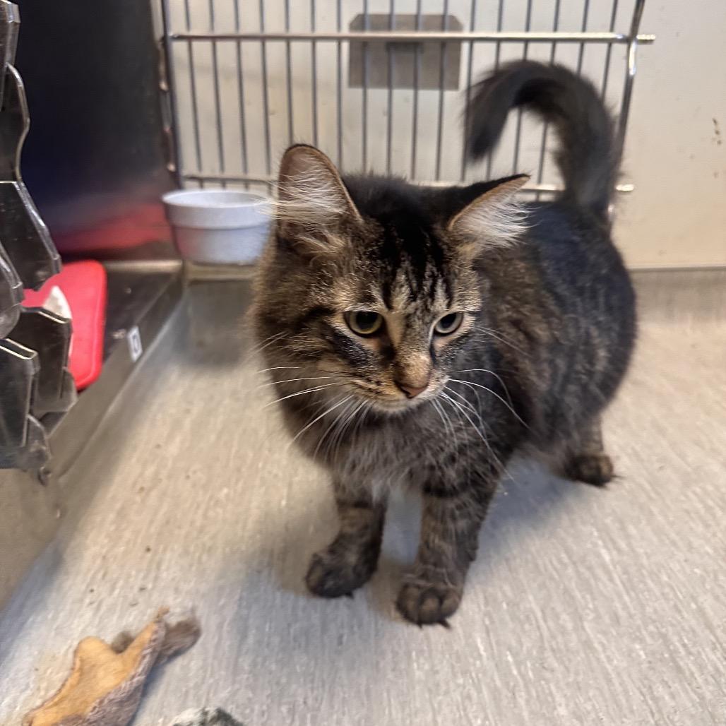 Enlarge Oliver, a Adoptable Domestic Medium Hair in Columbia Station, OH image 2/6