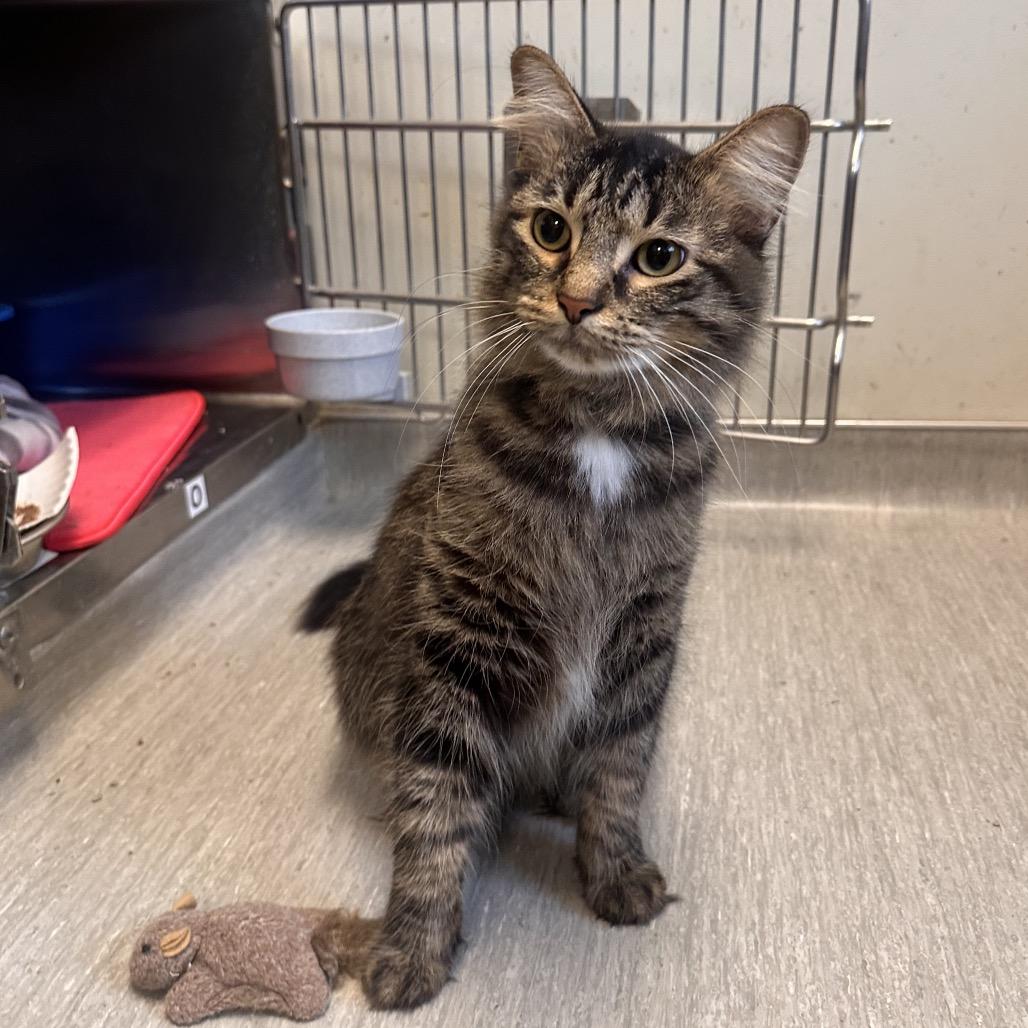 Enlarge Oliver, a Adoptable Domestic Medium Hair in Columbia Station, OH image 3/6