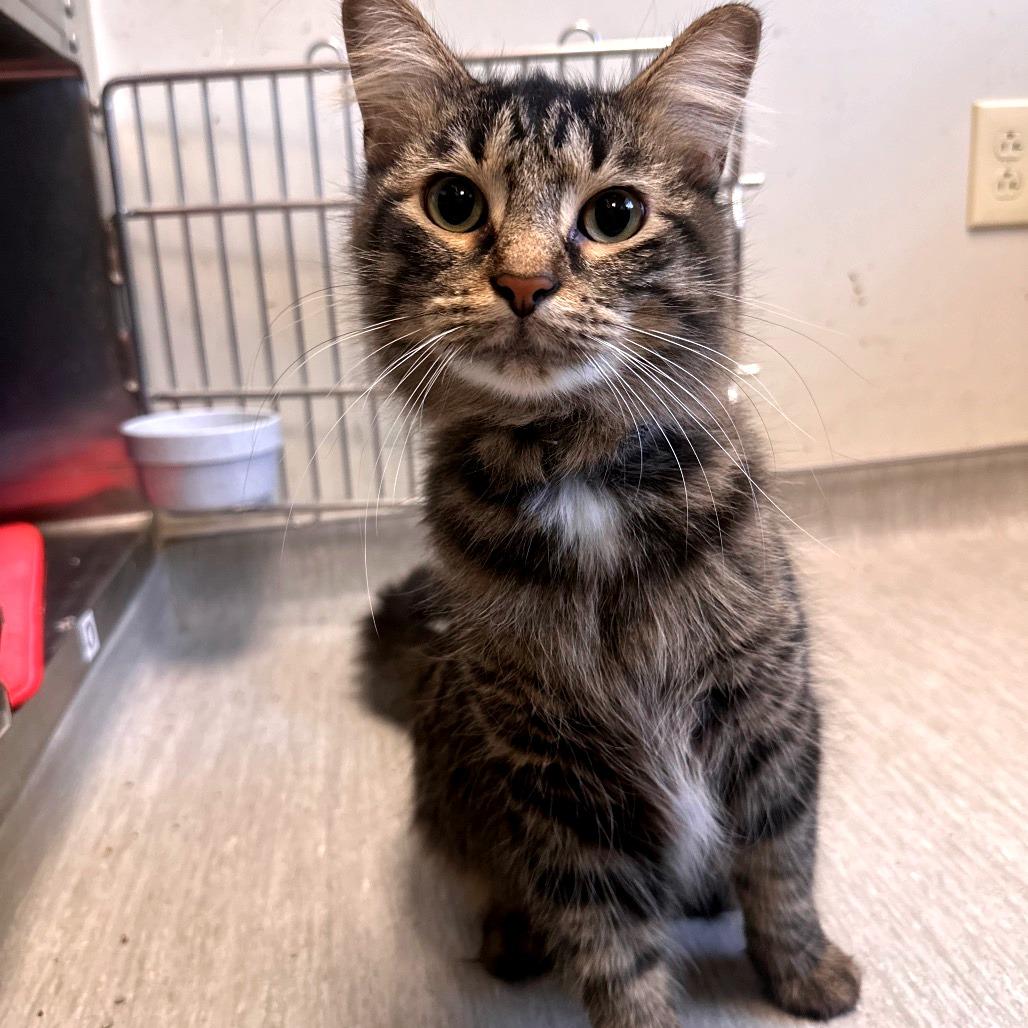 Enlarge Oliver, a Adoptable Domestic Medium Hair in Columbia Station, OH image 4/6