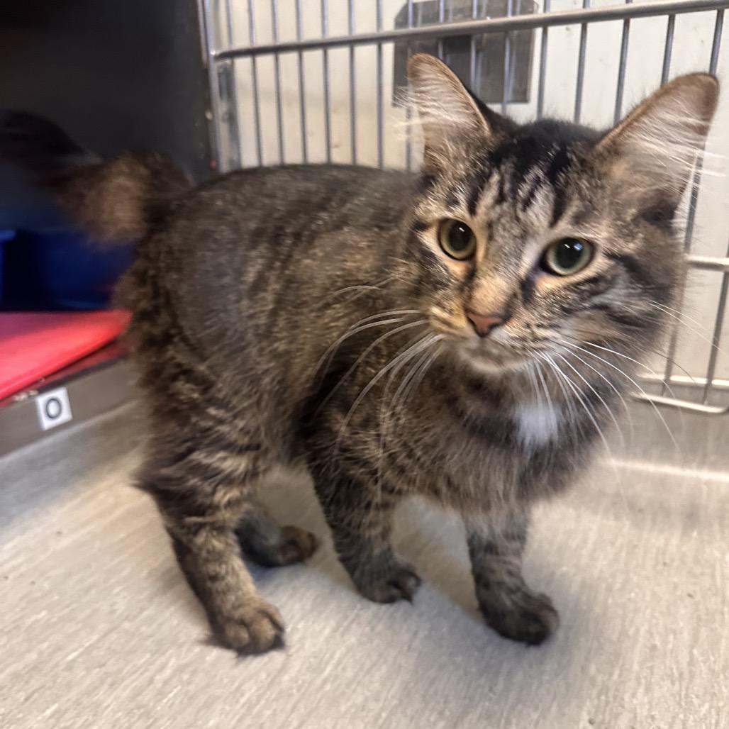 Enlarge Oliver, a Adoptable Domestic Medium Hair in Columbia Station, OH image 5/6