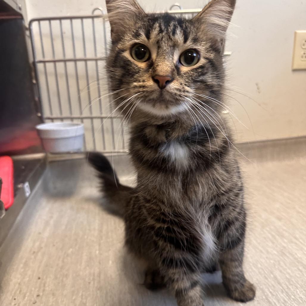 Enlarge Oliver, a Adoptable Domestic Medium Hair in Columbia Station, OH image 6/6