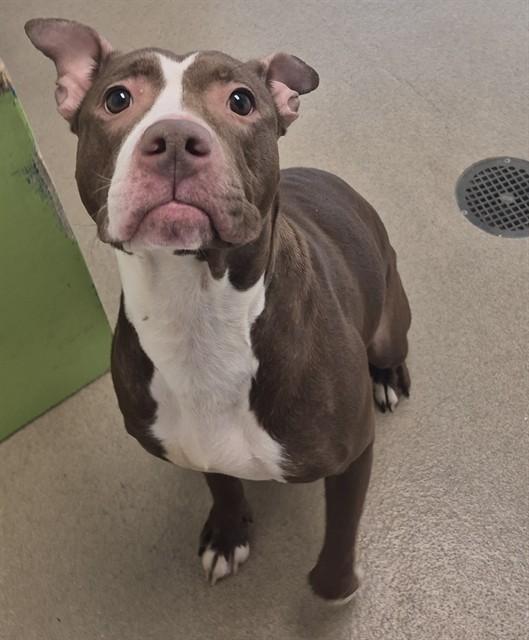 GINGER, Adoptable, Young Female Pit Bull Terrier & Mixed Breed.