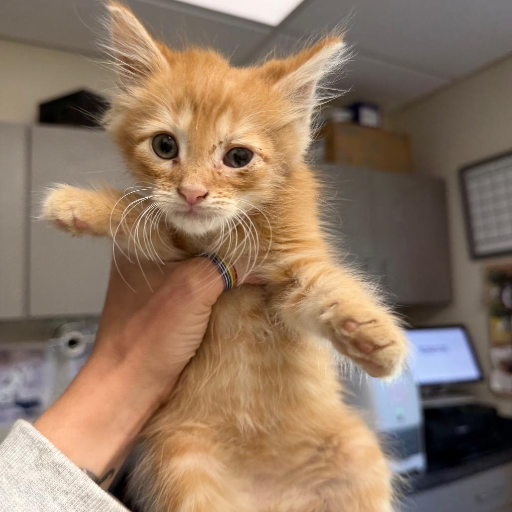 Sebastian, Adoptable, Kitten Male Domestic Medium Hair.