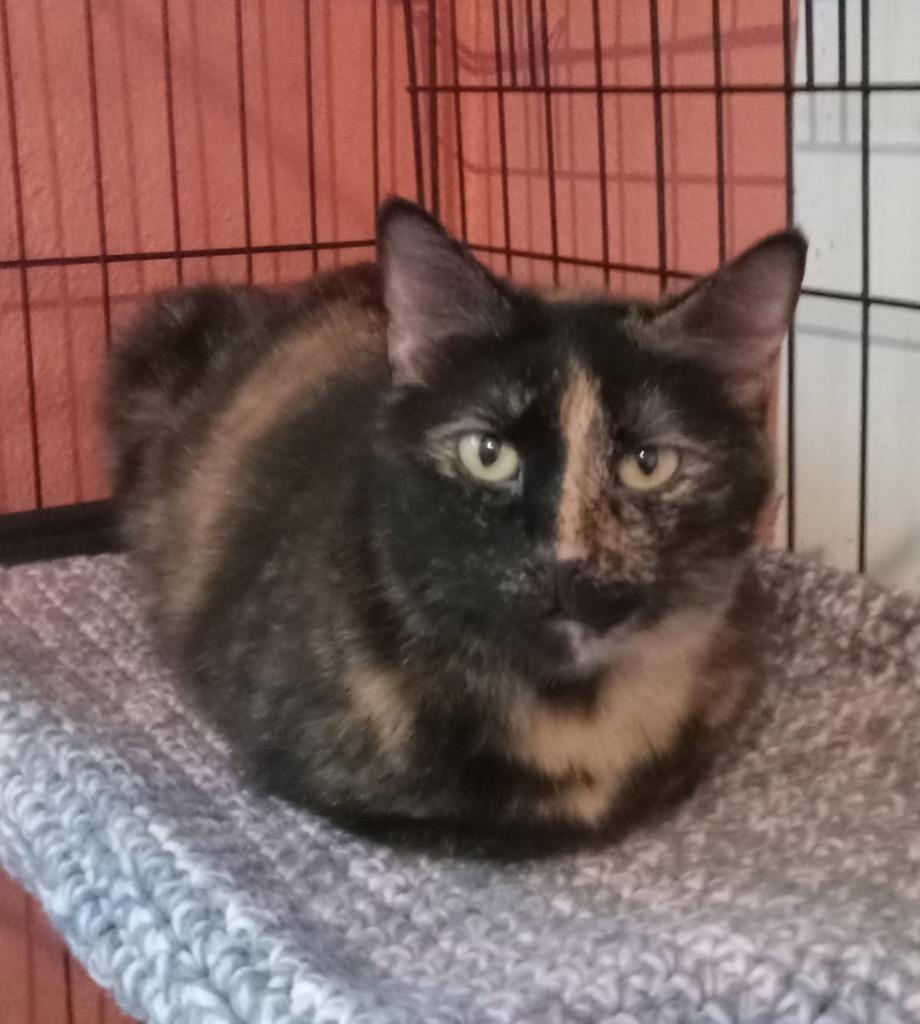 Tina, Adopted, Young Female Domestic Short Hair.