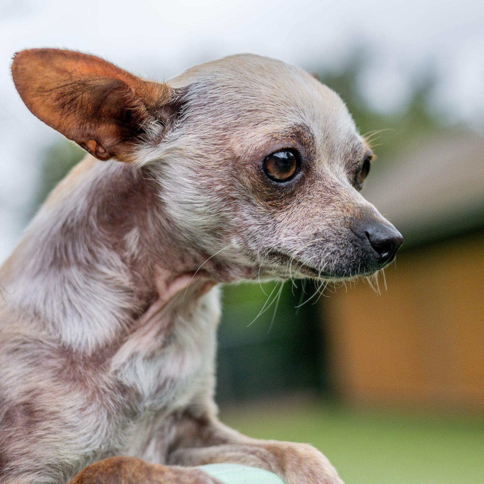 Rattie, Adopted, Adult Male Chihuahua.