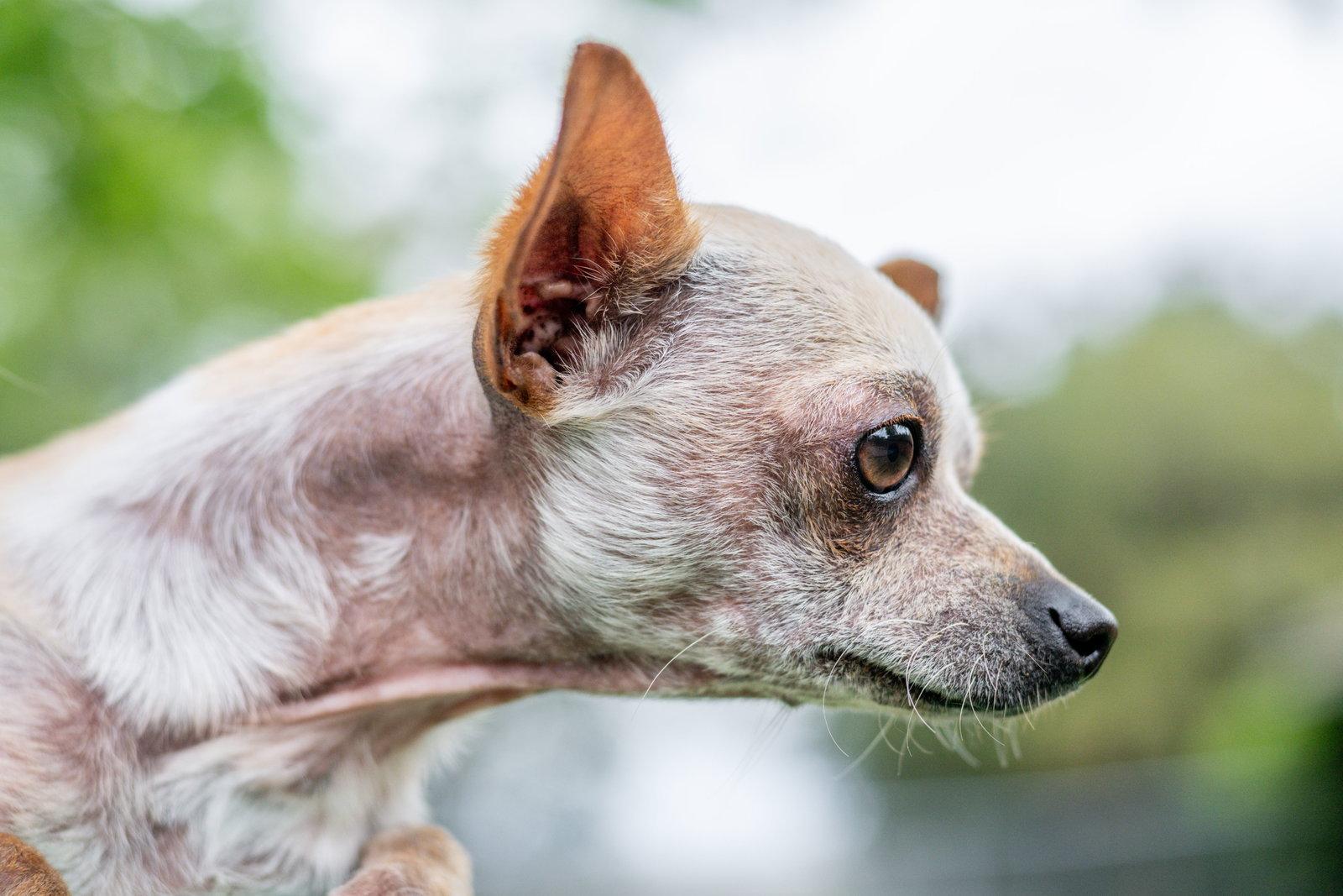 Enlarge Rattie, a Adopted Chihuahua in Hilton Head Island, SC image 2/3
