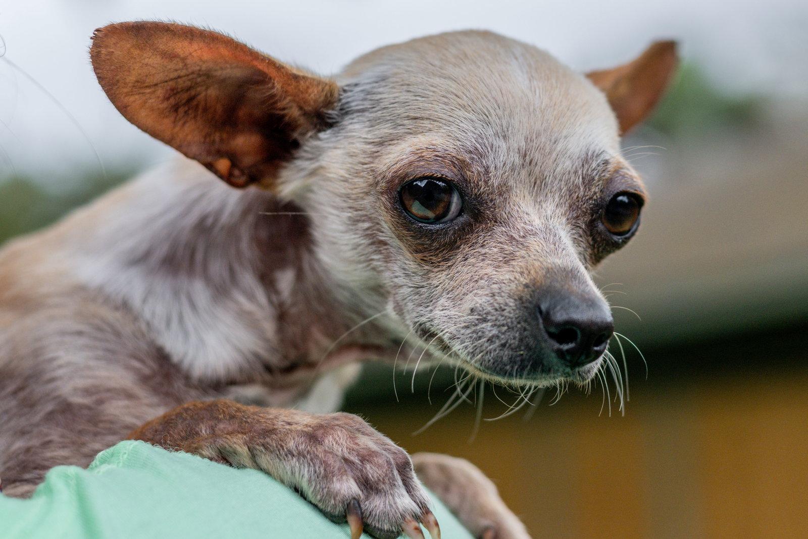 Enlarge Rattie, a Adopted Chihuahua in Hilton Head Island, SC image 3/3