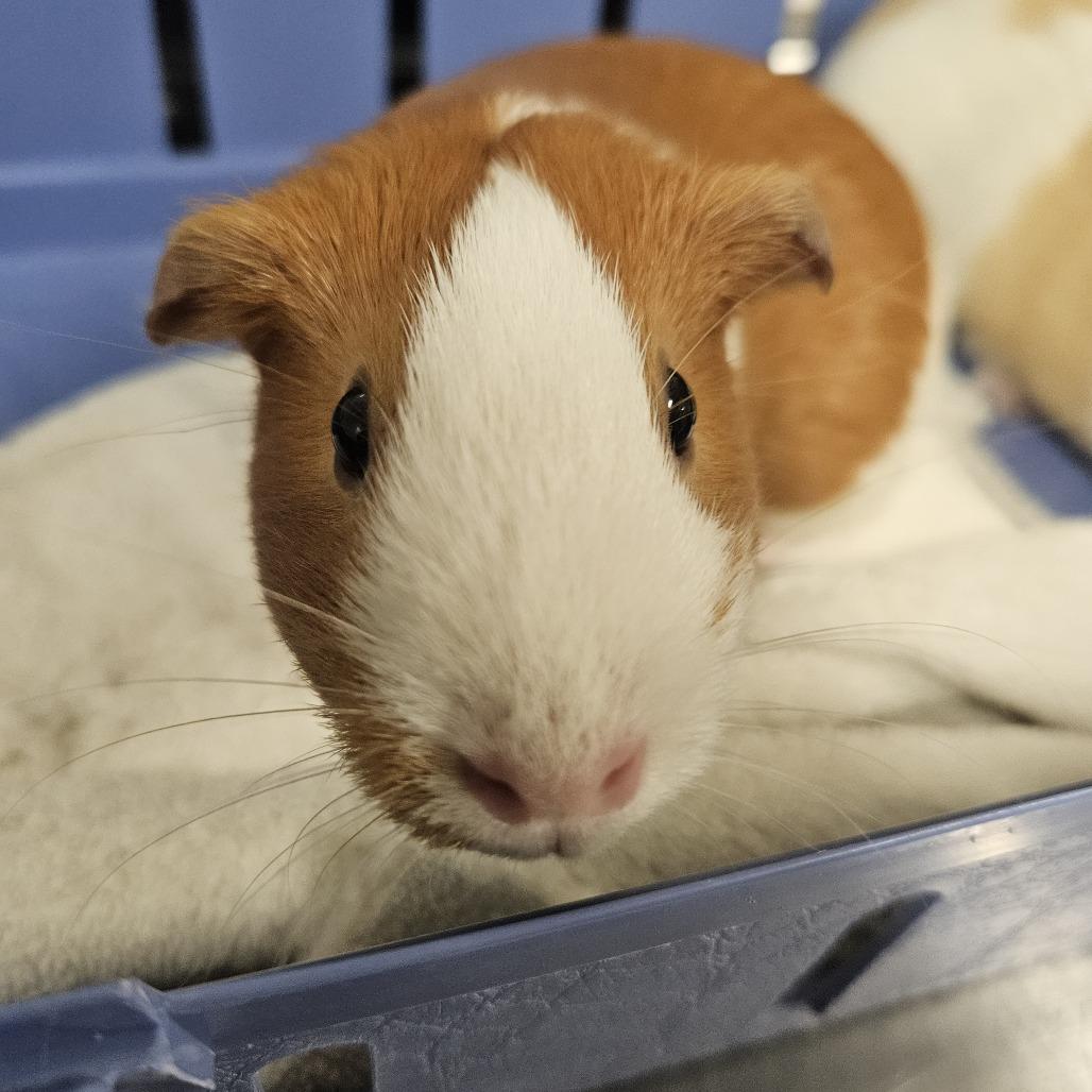 Enlarge Ginger, a Adoptable Guinea Pig in Saint Cloud, MN image 1/4