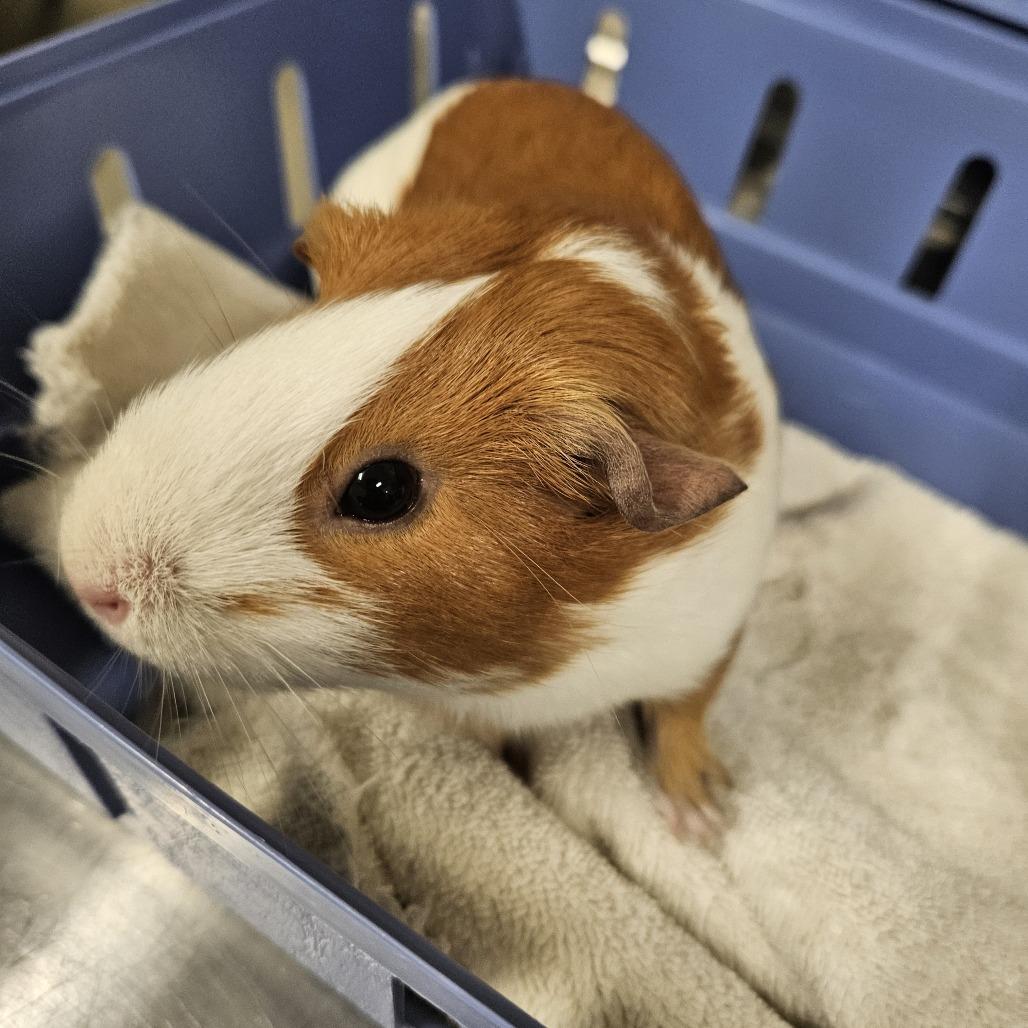 Enlarge Ginger, a Adoptable Guinea Pig in Saint Cloud, MN image 2/4