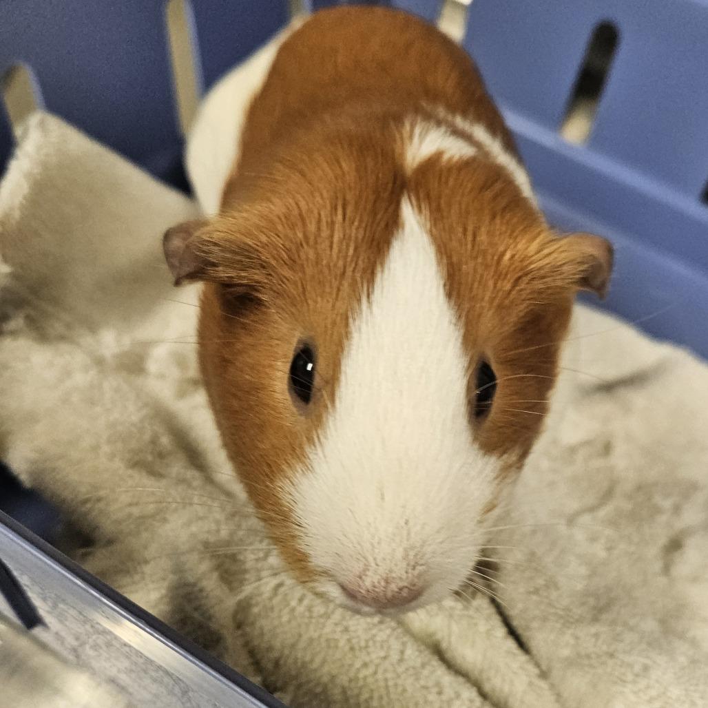 Enlarge Ginger, a Adoptable Guinea Pig in Saint Cloud, MN image 3/4