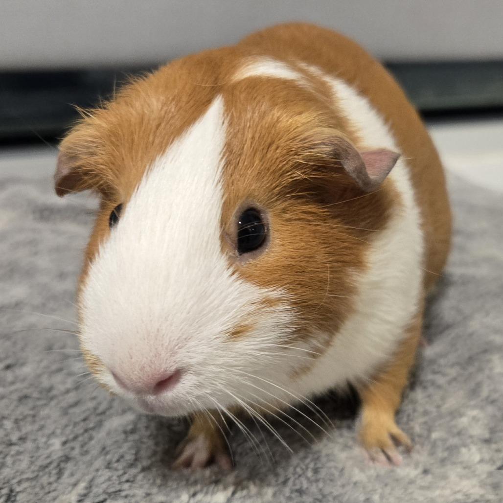 Enlarge Ginger, a Adoptable Guinea Pig in Saint Cloud, MN image 4/4