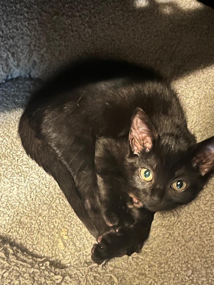 Jacob, Adoptable, Kitten Male Domestic Short Hair.