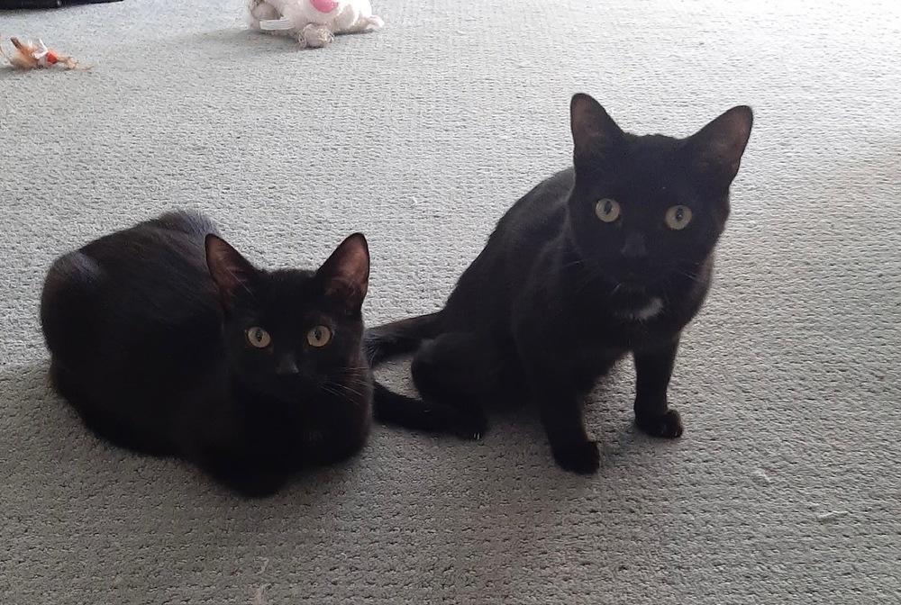 Jacob, a Adoptable mixed breed in Wilmington, NC image 2/6