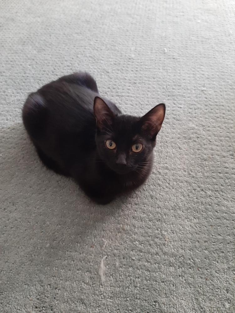 Jacob, a Adoptable mixed breed in Wilmington, NC image 4/6