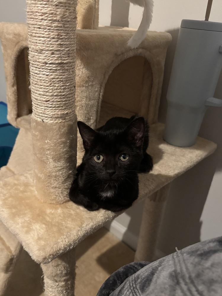 Jacob, a Adoptable mixed breed in Wilmington, NC image 5/6