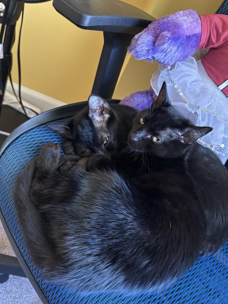 Jacob, a Adoptable mixed breed in Wilmington, NC image 6/6