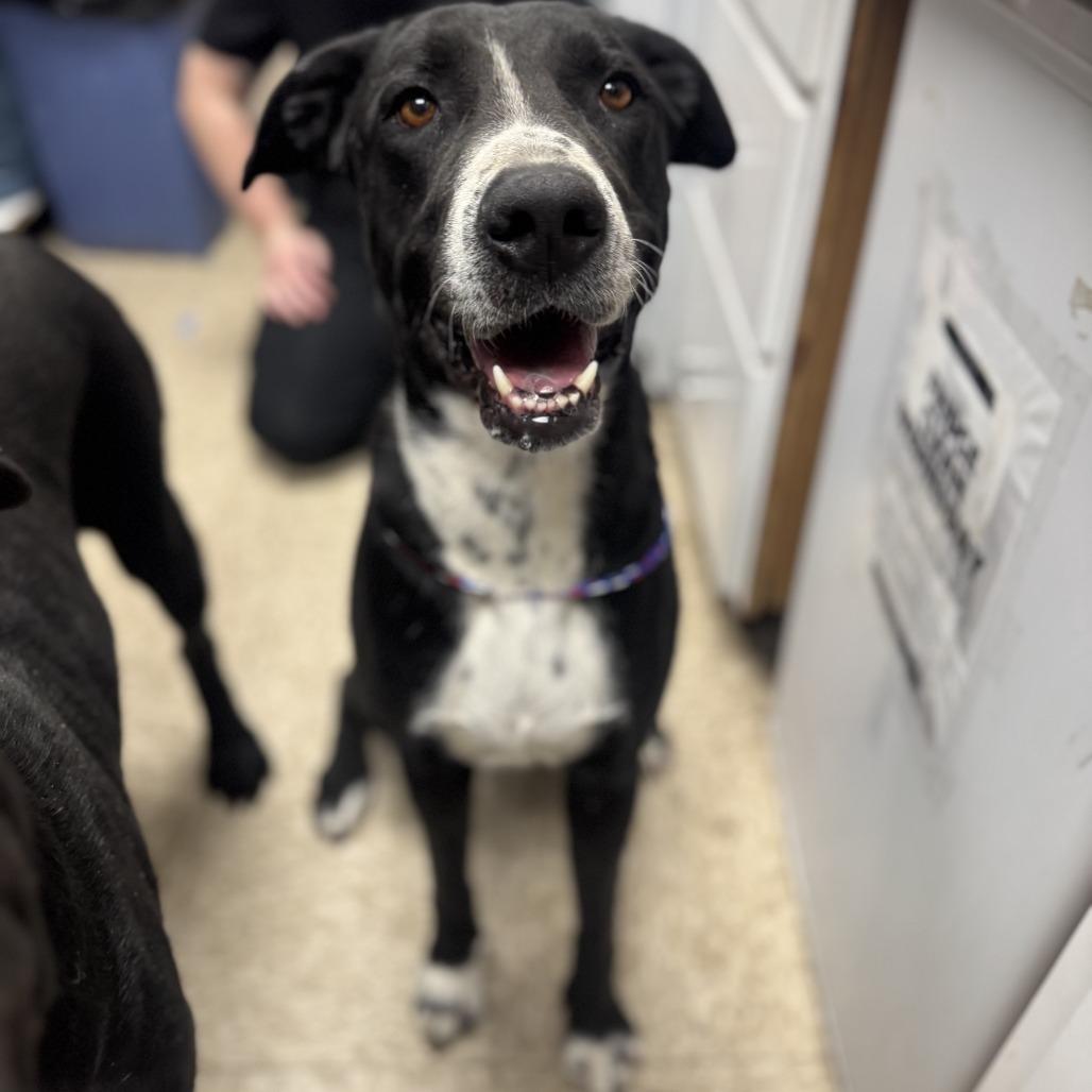 Noelle, Adoptable, Adult Female Labrador Retriever.