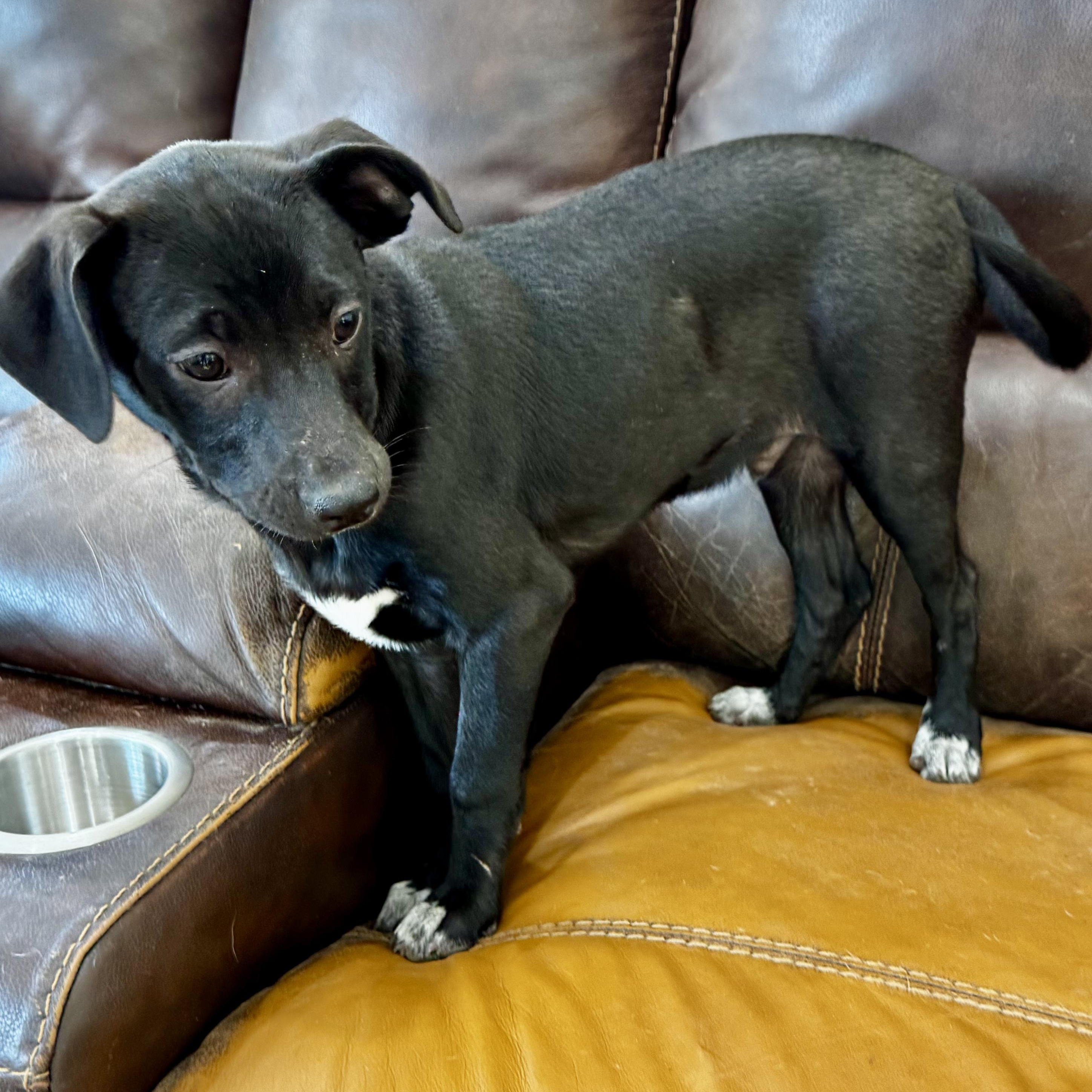 Alfie — thumbnail 2