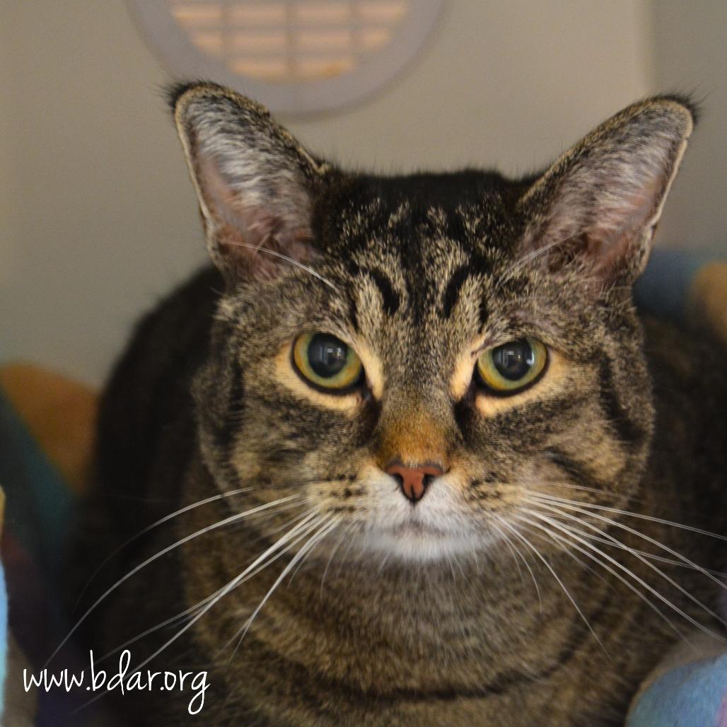 Peach, Adoptable, Senior Female Domestic Short Hair.