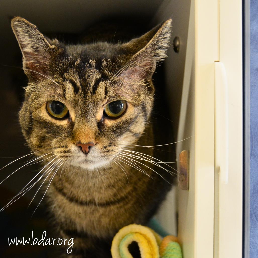 Enlarge Peach, a Adoptable Domestic Short Hair in Cheyenne, WY image 2/2