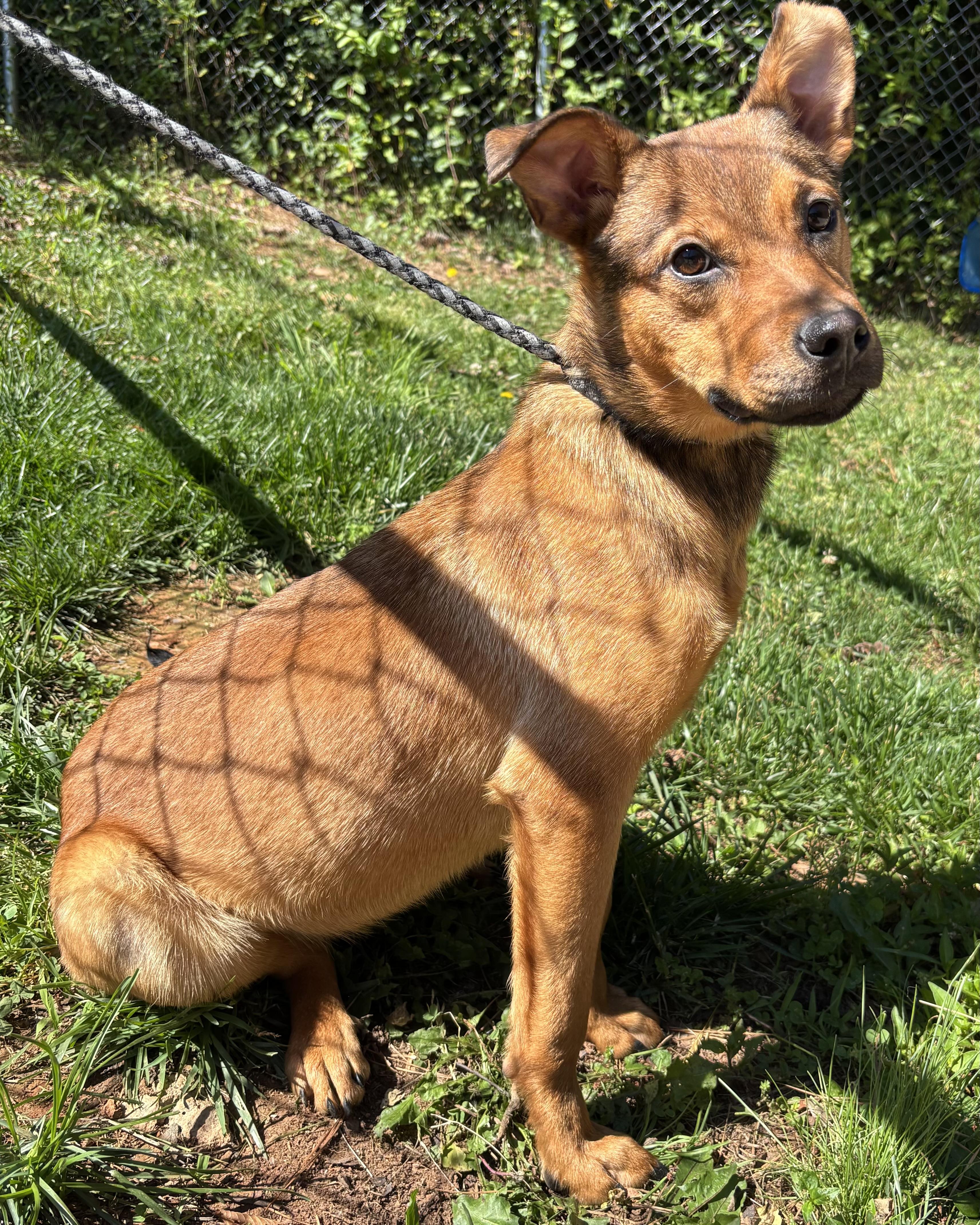Boston, an adopted Labrador Retriever & Boxer Mix in Randleman, NC_image-1