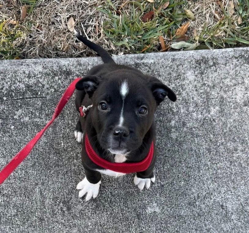 Enlarge Rex, a Adopted mixed breed in Winter Park, FL image 2/2