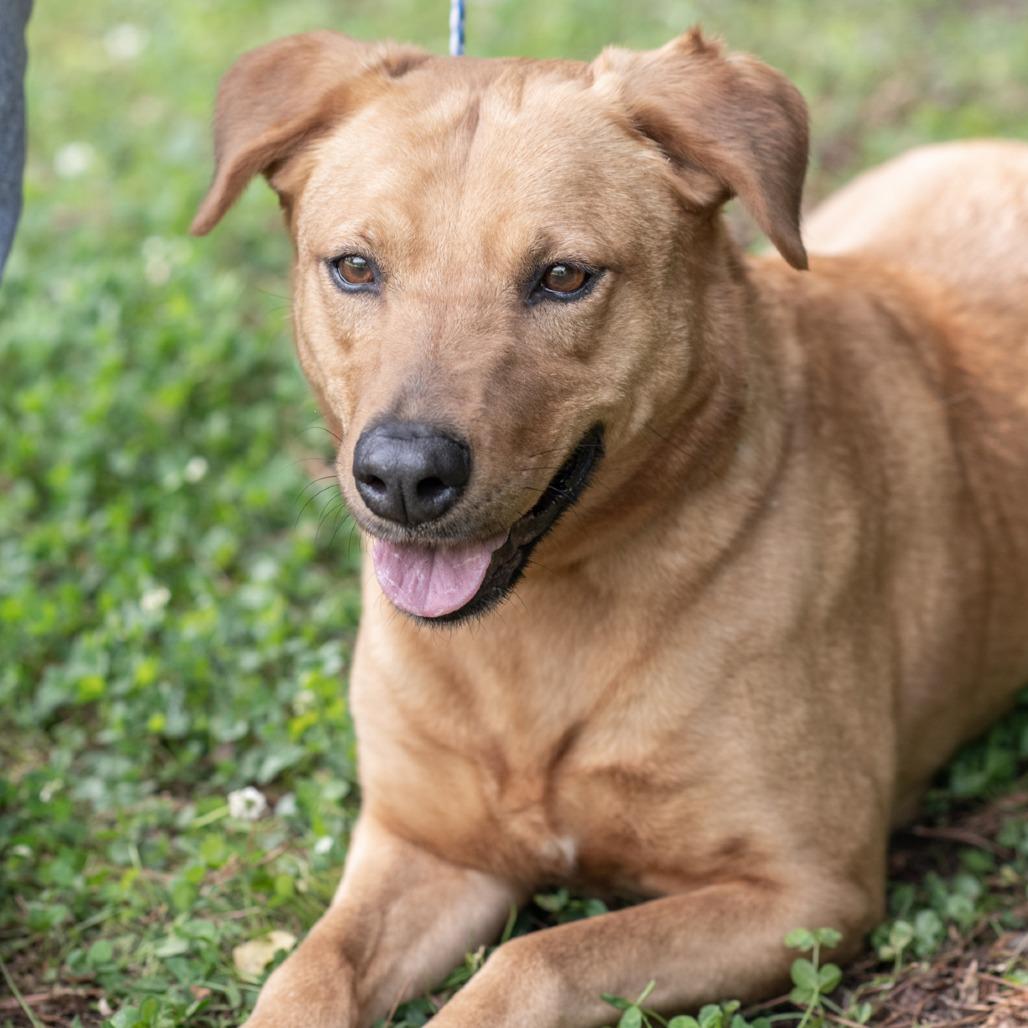 Enlarge RACHEL-30639, a Adoptable mixed breed in Bartlett, TN image 1/2