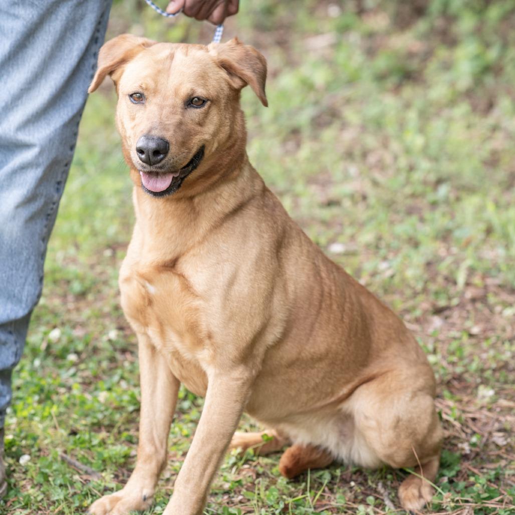 Enlarge RACHEL-30639, a Adoptable mixed breed in Bartlett, TN image 2/2