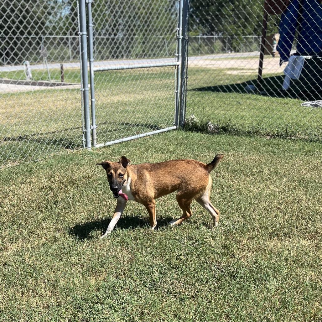 Enlarge Simone, a Adoptable Shepherd in Edinburg, TX image 1/6
