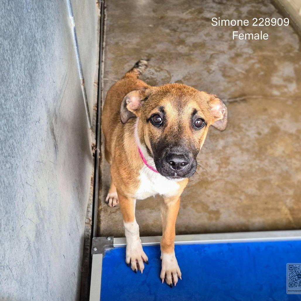Enlarge Simone, a Adoptable Shepherd in Edinburg, TX image 2/6