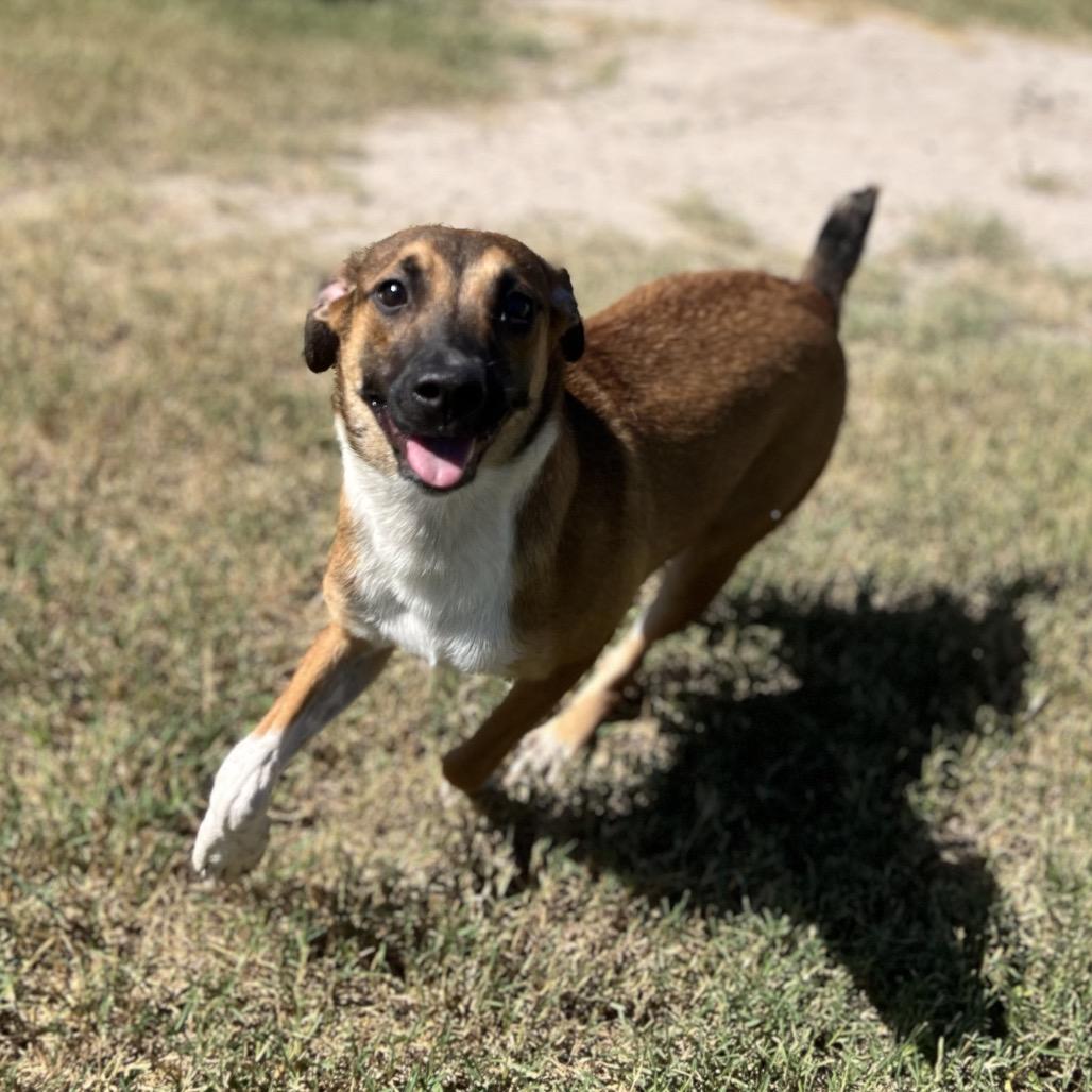 Enlarge Simone, a Adoptable Shepherd in Edinburg, TX image 3/6