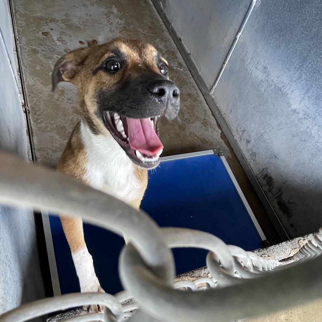 Enlarge Simone, a Adoptable Shepherd in Edinburg, TX image 4/6