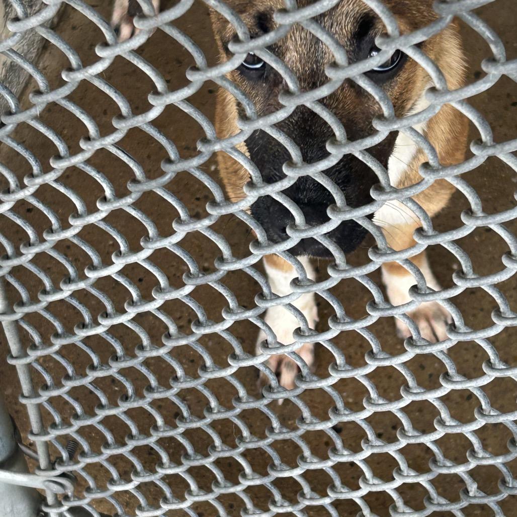 Enlarge Simone, a Adoptable Shepherd in Edinburg, TX image 6/6