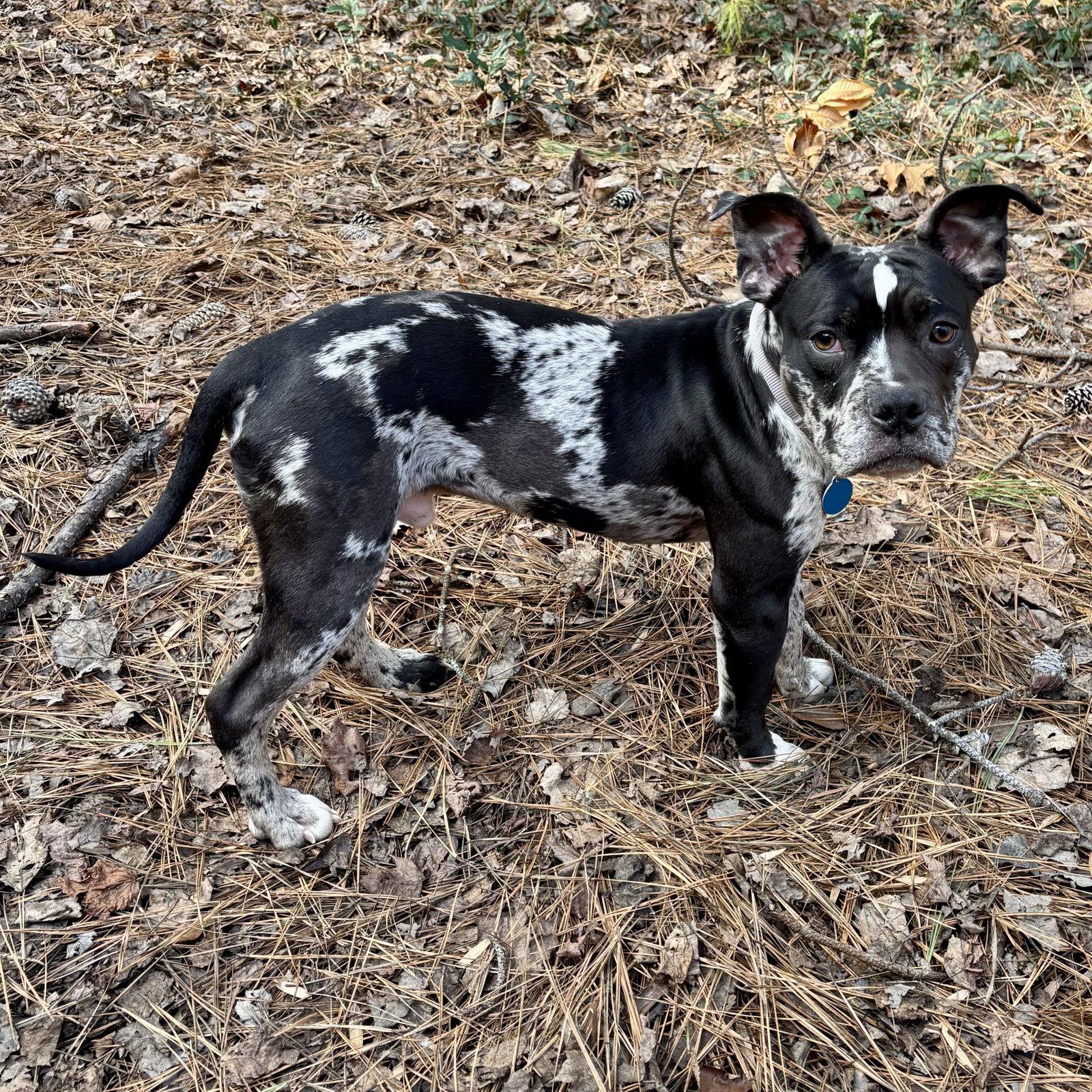 Enlarge Vincent, a Adoptable Staffordshire Bull Terrier in Hillsborough , NC image 1/3